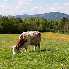 Urlaub auf dem Bauernhof